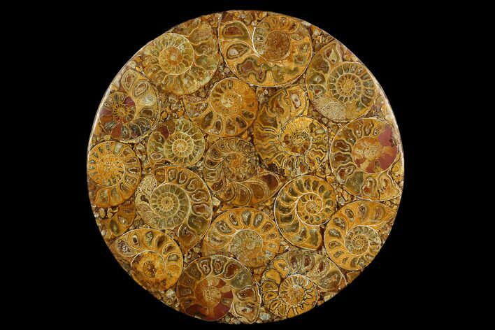Composite Plate Of Agatized Ammonite Fossils #130570